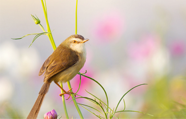 好運(yùn)總有人破壞 好運(yùn)總有人破壞