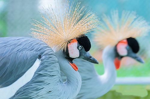 地支六合 地支六合